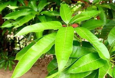 برگ این درخت فقط در بهار کار می کند