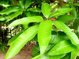 برگ این درخت فقط در بهار کار می کند